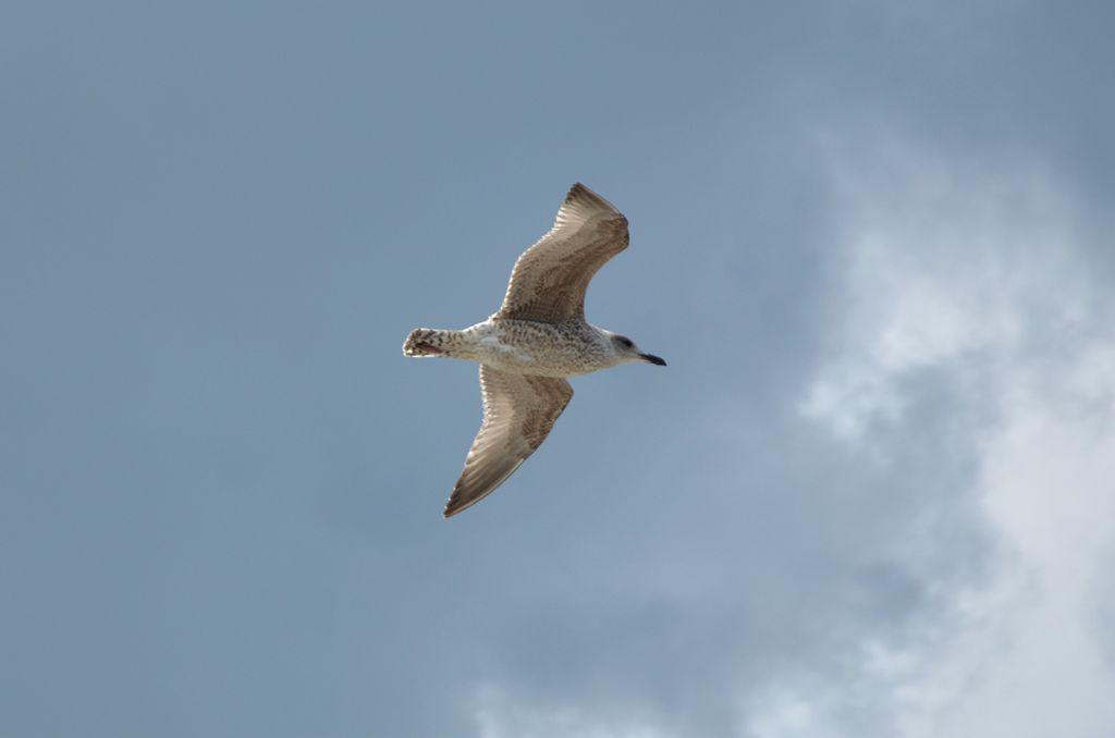 Gabbiani dall''Irlanda